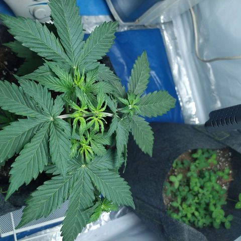 Míriã growlog timeline photo