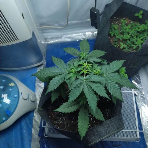 Míriã growlog timeline photo