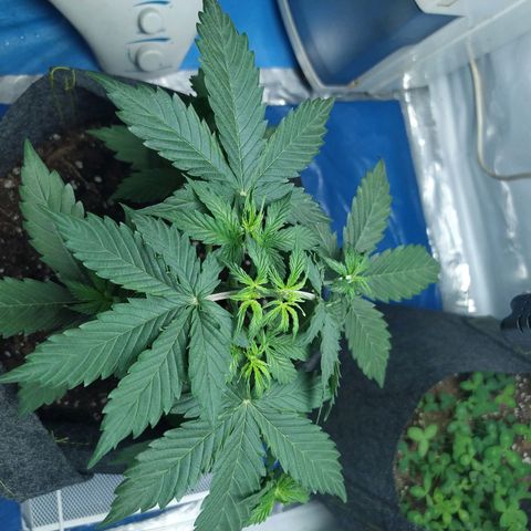 Míriã growlog timeline photo