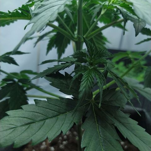 Míriã growlog timeline photo