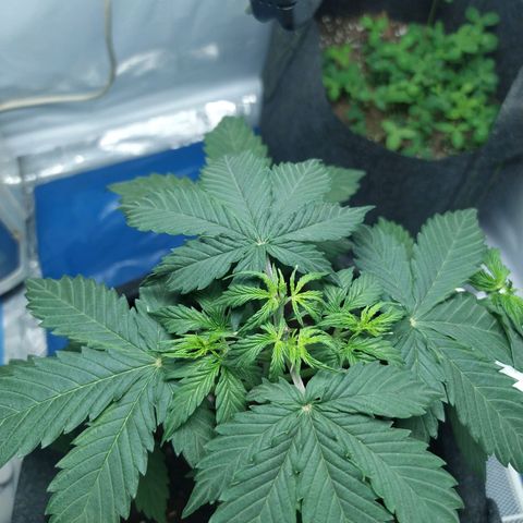 Míriã growlog timeline photo