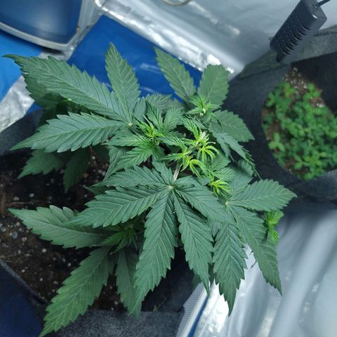Míriã growlog timeline photo