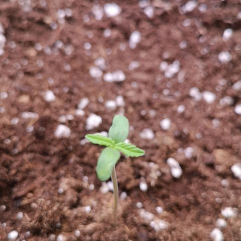 Weeding Cake Auto Queen Seeds growlog timeline photo
