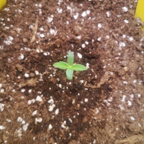 Weeding Cake Auto Queen Seeds growlog photo: Sämling sieht Gesund aus und wächst. Bild von 10:20 Uhr