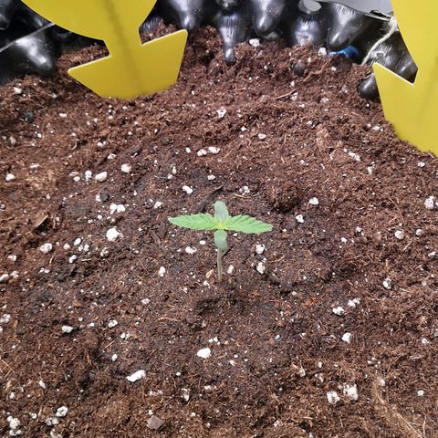Weeding Cake Auto Queen Seeds growlog photo: Setzling wächst und ist Gesund
