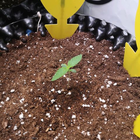 Weeding Cake Auto Queen Seeds growlog photo: Leicht bewässert