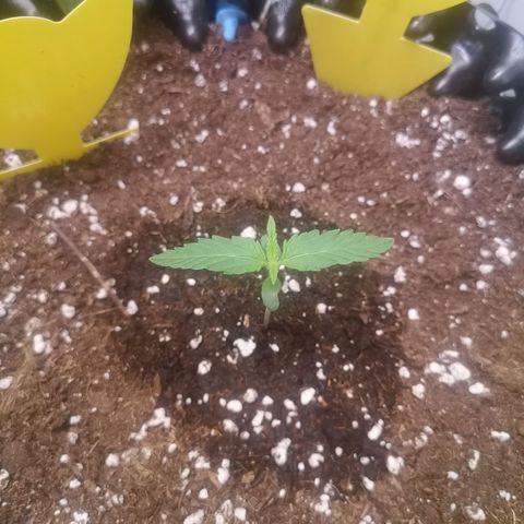 Weeding Cake Auto Queen Seeds growlog timeline photo