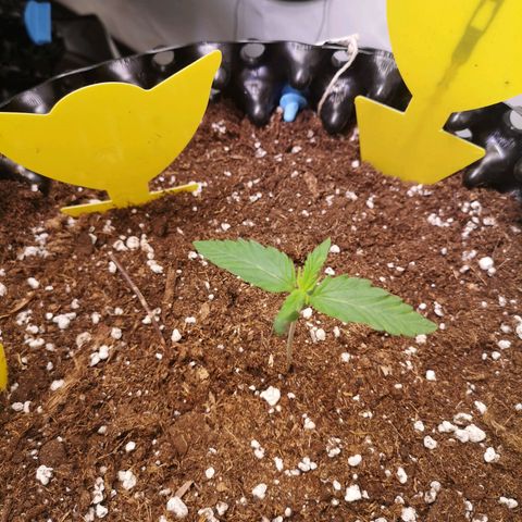 Weeding Cake Auto Queen Seeds growlog timeline photo