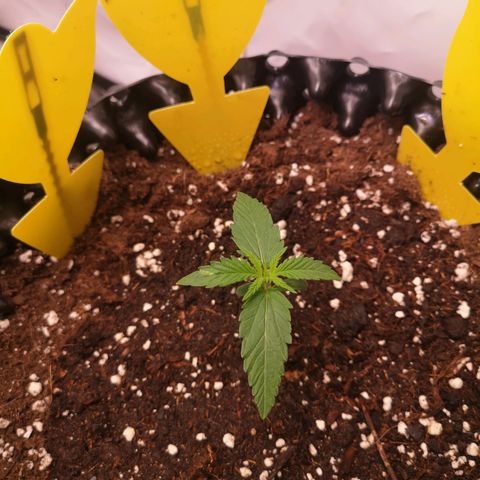 Weeding Cake Auto Queen Seeds growlog timeline photo