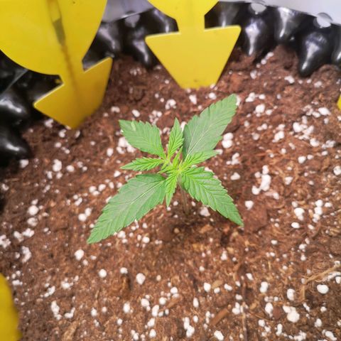 Weeding Cake Auto Queen Seeds growlog timeline photo
