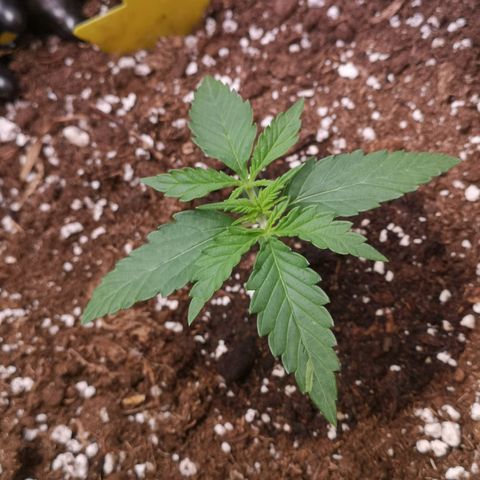 Weeding Cake Auto Queen Seeds growlog timeline photo