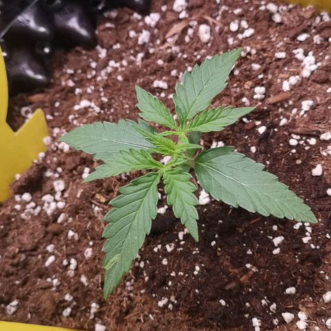 Weeding Cake Auto Queen Seeds growlog timeline photo