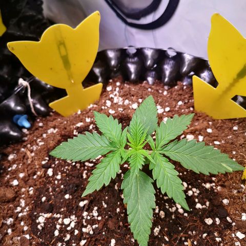Weeding Cake Auto Queen Seeds growlog timeline photo