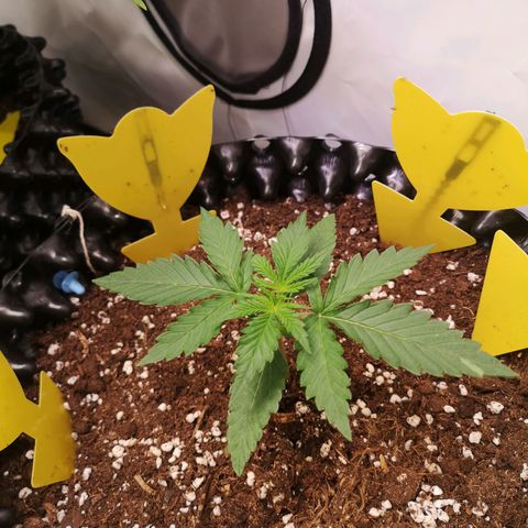 Weeding Cake Auto Queen Seeds growlog timeline photo