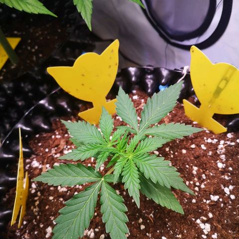 Weeding Cake Auto Queen Seeds growlog timeline photo
