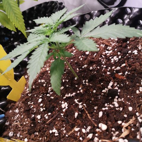Weeding Cake Auto Queen Seeds growlog timeline photo