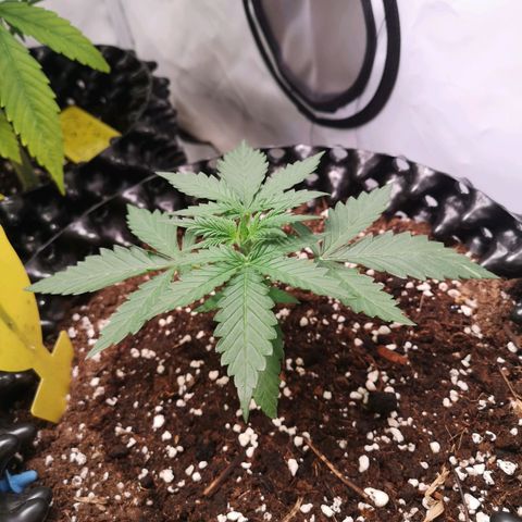 Weeding Cake Auto Queen Seeds growlog timeline photo