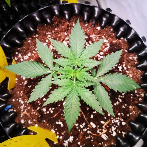 Weeding Cake Auto Queen Seeds growlog timeline photo