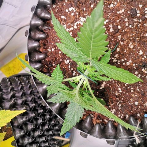 Weeding Cake Auto Queen Seeds growlog timeline photo