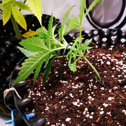 Weeding Cake Auto Queen Seeds growlog timeline photo