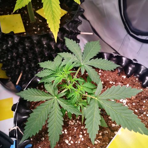 Weeding Cake Auto Queen Seeds growlog timeline photo