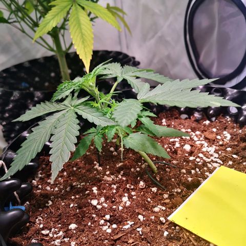 Weeding Cake Auto Queen Seeds growlog timeline photo