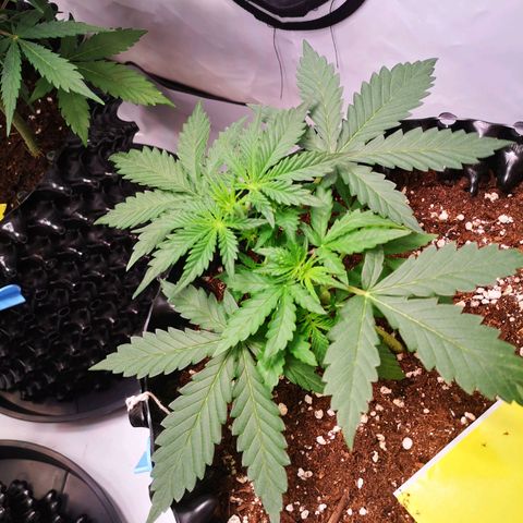 Weeding Cake Auto Queen Seeds growlog timeline photo