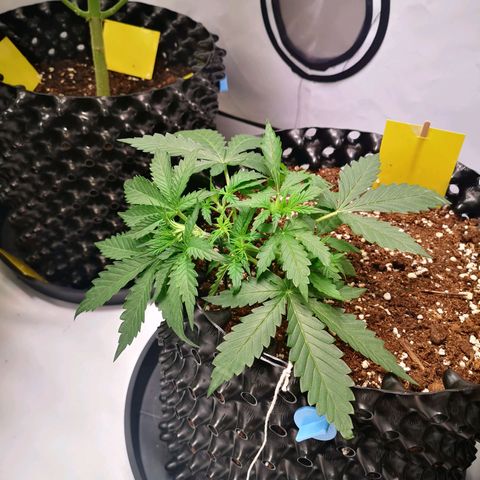Weeding Cake Auto Queen Seeds growlog timeline photo