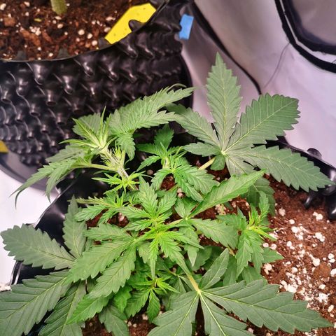 Weeding Cake Auto Queen Seeds growlog timeline photo
