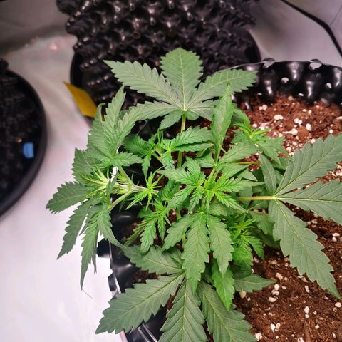 Weeding Cake Auto Queen Seeds growlog timeline photo