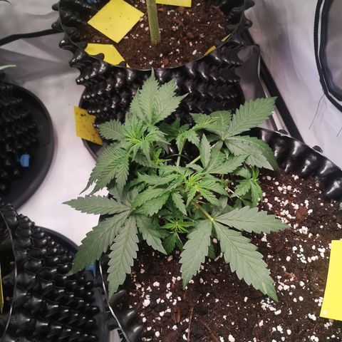 Weeding Cake Auto Queen Seeds growlog timeline photo