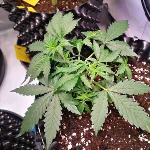Weeding Cake Auto Queen Seeds growlog timeline photo