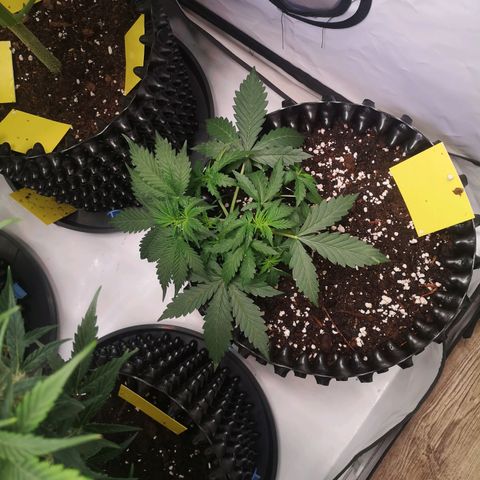 Weeding Cake Auto Queen Seeds growlog timeline photo