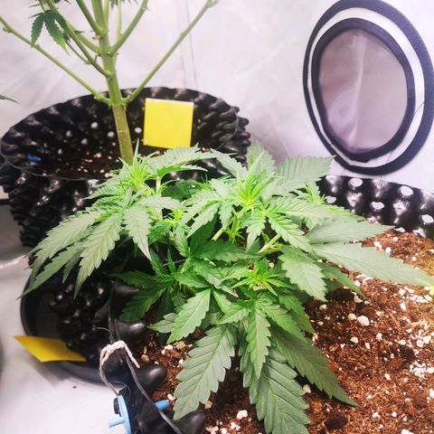 Weeding Cake Auto Queen Seeds growlog timeline photo