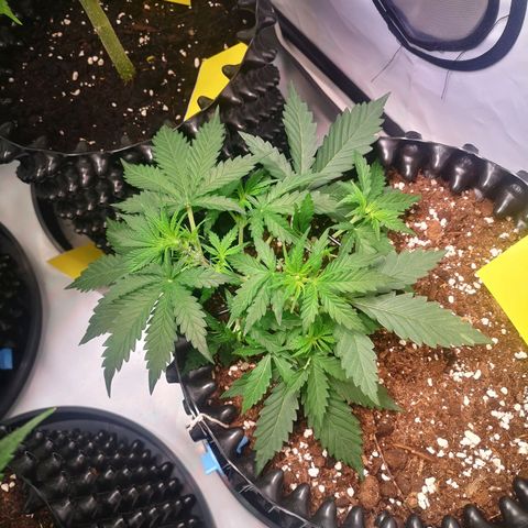 Weeding Cake Auto Queen Seeds growlog timeline photo