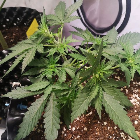 Weeding Cake Auto Queen Seeds growlog timeline photo