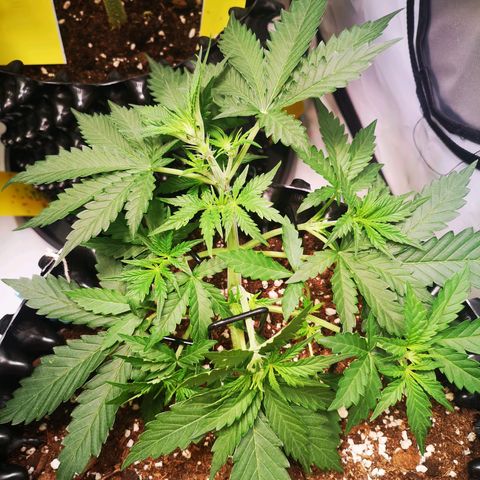 Weeding Cake Auto Queen Seeds growlog timeline photo