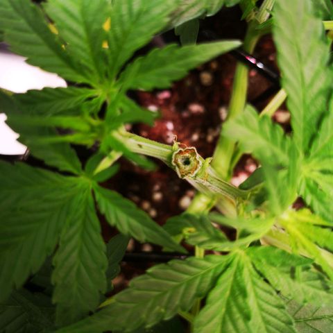 Weeding Cake Auto Queen Seeds growlog photo: Heute unfreiwillig Getopped