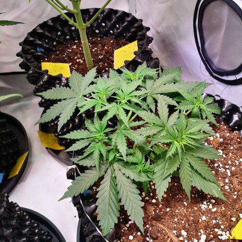 Weeding Cake Auto Queen Seeds growlog photo: Heute unfreiwillig Getopped