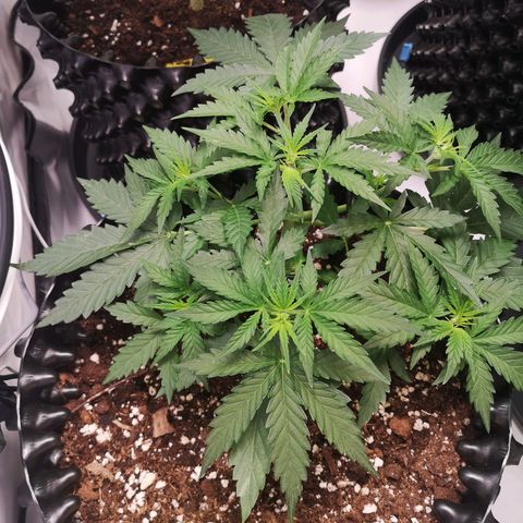 Weeding Cake Auto Queen Seeds growlog timeline photo