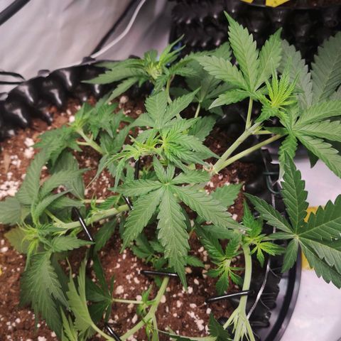 Weeding Cake Auto Queen Seeds growlog timeline photo