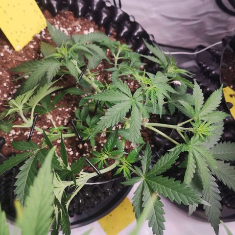 Weeding Cake Auto Queen Seeds growlog timeline photo