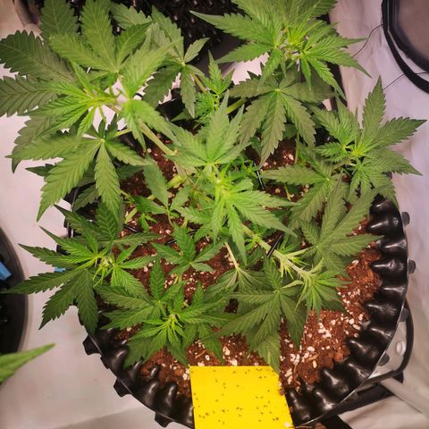 Weeding Cake Auto Queen Seeds growlog timeline photo
