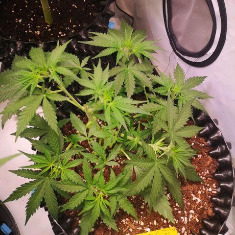 Weeding Cake Auto Queen Seeds growlog timeline photo