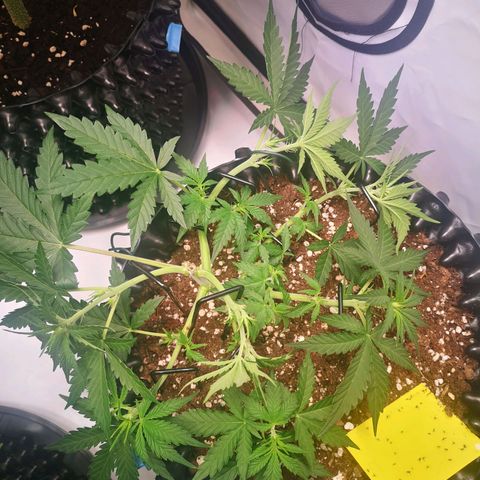 Weeding Cake Auto Queen Seeds growlog timeline photo