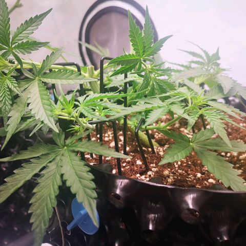 Weeding Cake Auto Queen Seeds growlog timeline photo