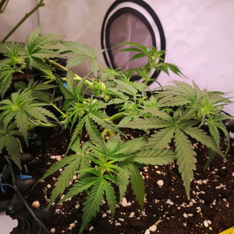 Weeding Cake Auto Queen Seeds growlog timeline photo