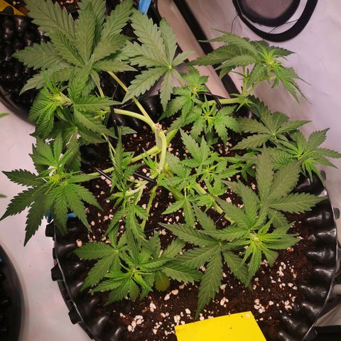 Weeding Cake Auto Queen Seeds growlog timeline photo