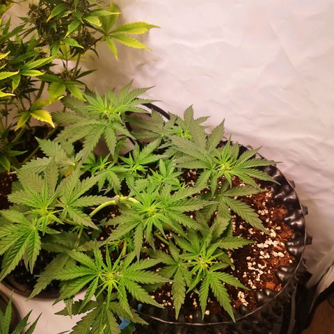 Weeding Cake Auto Queen Seeds growlog timeline photo