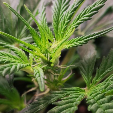 Weeding Cake Auto Queen Seeds growlog timeline photo